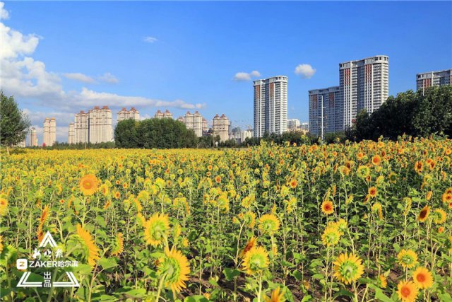 惟有葵花向日倾这片望不到边的花海一夜爆红 来打卡呀 新浪图片