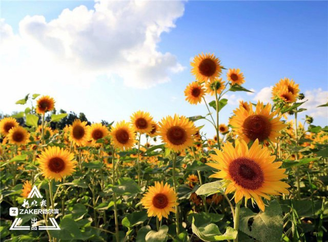 惟有葵花向日倾这片望不到边的花海一夜爆红 来打卡呀 新浪图片