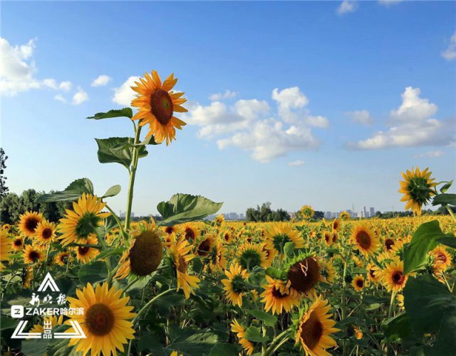 惟有葵花向日倾这片望不到边的花海一夜爆红 来打卡呀 新浪图片
