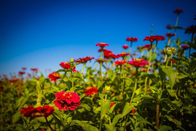 图集 长春莲花山花海打造秋日色彩新地标 花花篇 新浪图片