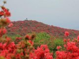 赣州石城八卦脑杜鹃花实况 览尽世间繁华