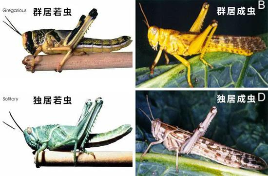 这里没有4000亿只蝗虫，但我们也绝不能掉以轻心