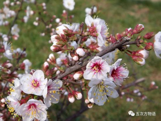 樱属四小妹:郁李、麦李、欧李和毛樱桃