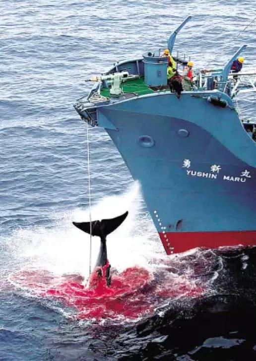 （图为日本捕鲸船“勇新丸”号在捕捉一头鲸鱼，捕鲸炮击中鲸鱼身体后，血水四溢 图源：法制晚报）