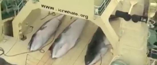 （图为被捕捉上船的鲸鱼 图源：央视新闻）