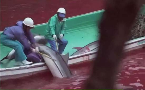 （图为日本渔民用带有倒钩的鱼叉捕捉海豚 图源：纪录片《海豚湾》）