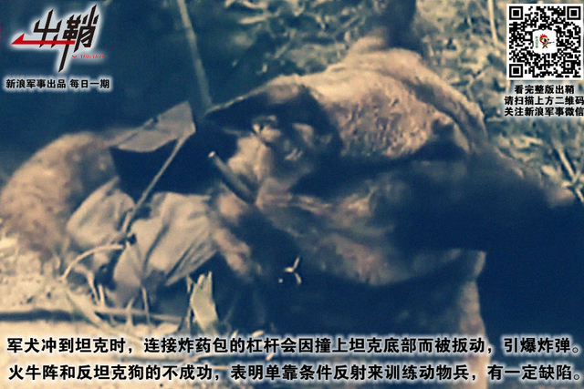 纷纷百兽俱驯伏:中国军队与“动物士兵”的那些事儿