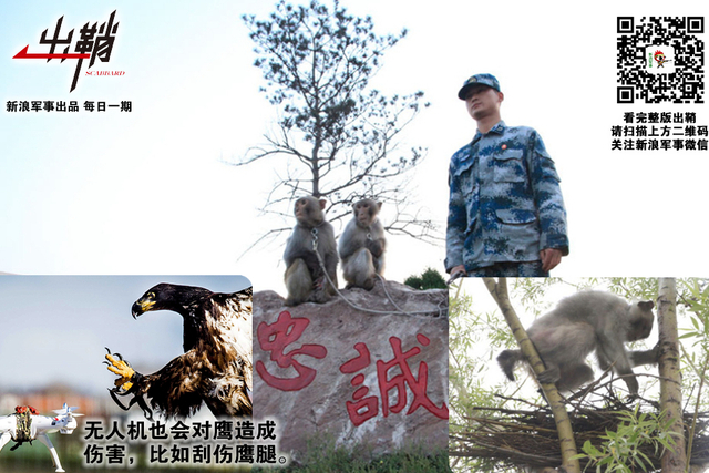 纷纷百兽俱驯伏:中国军队与“动物士兵”的那些事儿
