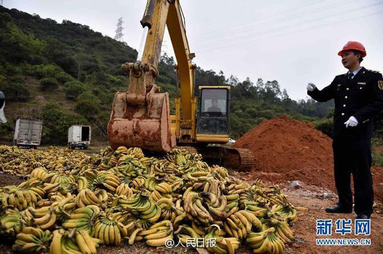 资料图：被销毁的香蕉