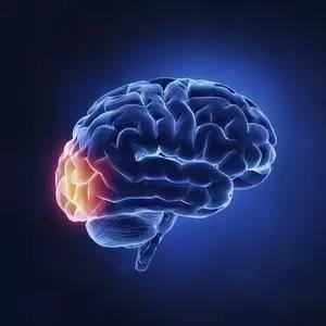 换言之，大脑都不藏起来，你们说，那能藏什么？