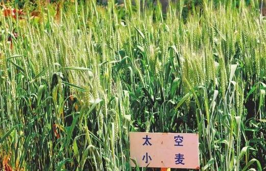 图为搭乘“实践八号”返回式卫星抵达轨道又返回的“太空小麦”。