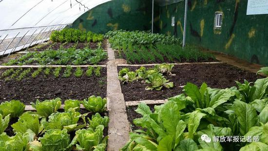 荣喜兵站温室 &nbsp;图源：解放军报公众号