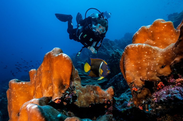 劳力士代言人、“蓝色使命”（Mission Blue） 计划创始人席薇亚·厄尔（Sylvia Earle）在加拉帕戈斯群岛希望之地的珊瑚礁中潜水。© Rolex/Franck Gazzola