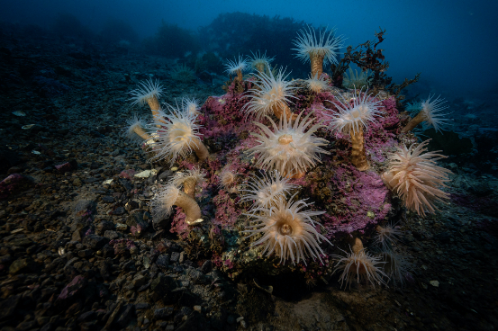 北冰洋中靠近挪威斯瓦尔巴群岛的海葵。© Rolex/Franck Gazzola