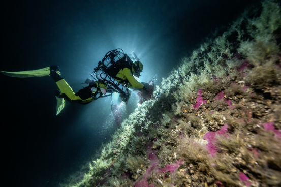  极地之下探险队正在记录他们在斯瓦尔巴群岛水域发现的海洋动物森林。© Rolex/Franck Gazzola
