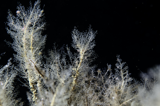 极地之下探险队在斯瓦尔巴群岛的探险中发现的形成海洋动物森林的水生动物的特写图像。© Rolex/Franck Gazzola