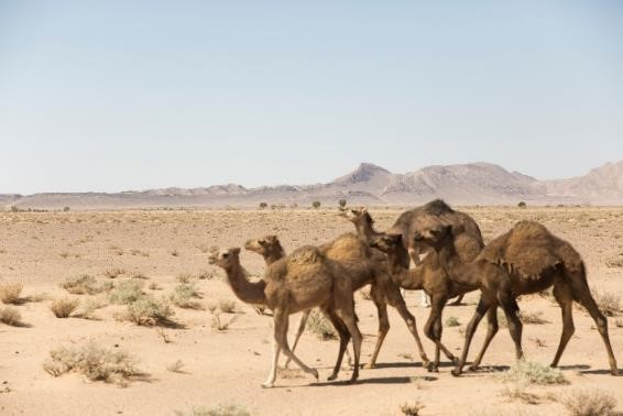　　在突尼斯，2016年劳力士奖得主莎拉·图米正在努力保护农田免受撒哈拉沙漠侵蚀。© rolex/reto albertalli