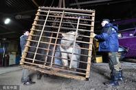 俄罗斯：“离家出走”北极熊被捕捉送进救援中心