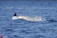 加拿大海洋学家目击到极罕见白化逆戟鲸