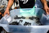 萨尔瓦多举办海龟放生仪式