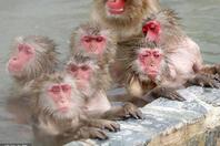 日本北海道群猴池中泡澡