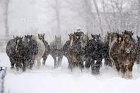 日本北海道马儿在雪地奔跑 重现“万马奔腾”