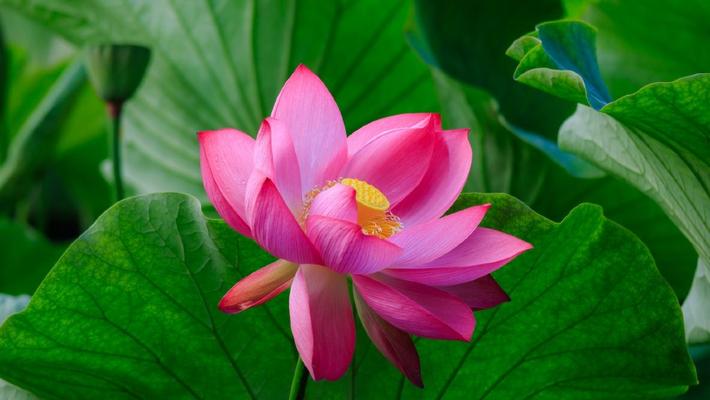 昆明大观楼荷塘粉花绿叶“壁纸”上新