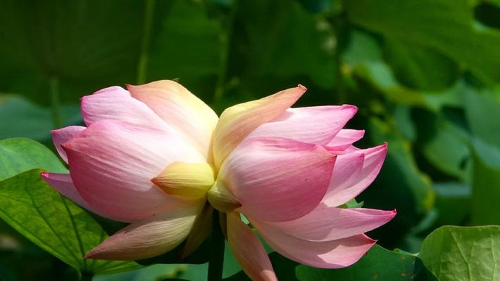 北京：莲花池公园首株并蒂莲绽放