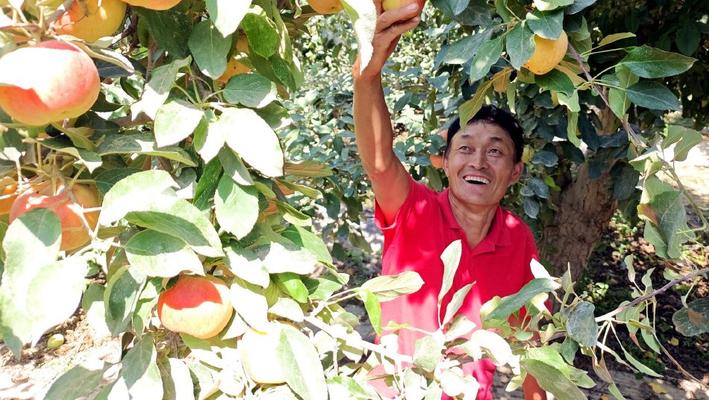 新疆阿克苏：嘎啦苹果丰收农民笑开颜