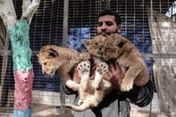 加沙动物园濒临倒闭出售小狮子
