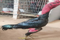 价值9000元的宠物鸡被偷宰