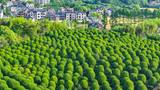 杭州：万棵桂花树圆润整齐 似绿色绒球铺满大地