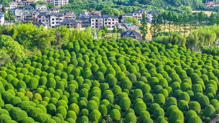 杭州：万棵桂花树圆润整齐 似绿色绒球铺满大地