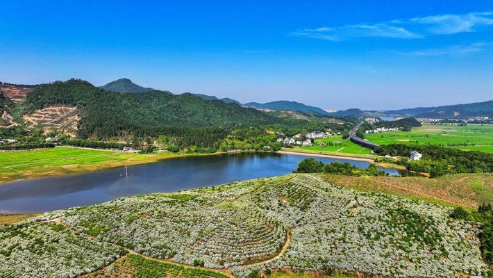江西吉安：漫山遍野栀子花盛开