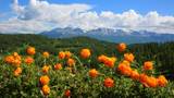 新疆阿勒泰夏牧场山花烂漫