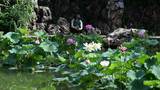 北京国家植物园睡莲盛开
