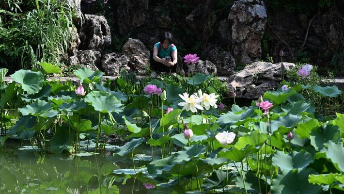 北京国家植物园睡莲盛开