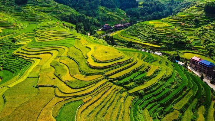 广西柳州：秋染梯田“丰”景绚丽