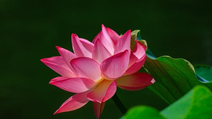 昆明：翠湖公园荷花满塘