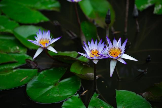 深圳洪湖公园紫色睡莲盛开