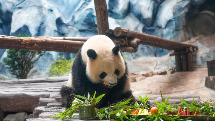 重庆：大熊猫享用“舌尖上的龙舟宴”