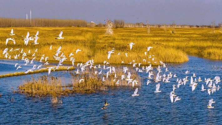 江苏泗洪：初春湿地鹭翩跹 生态美景入画来