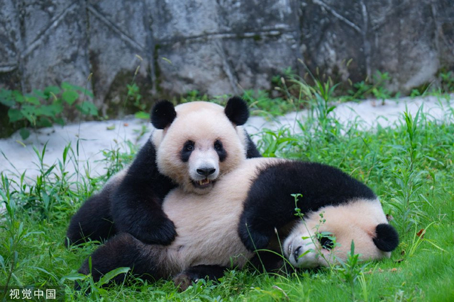 熊猫排行榜 2024 w640slw.jpg