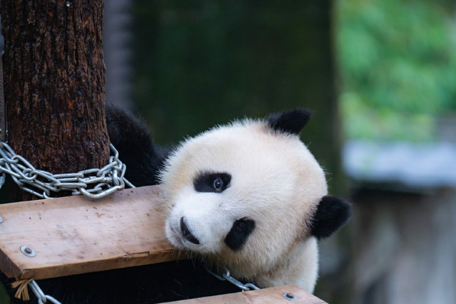 熊猫排行榜 2024 w640slw.jpg