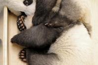 旅德新生大熊猫双胞胎接受体检 边吃竹子边卖萌