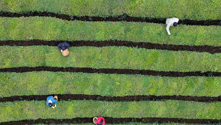 贵州岑巩：茶农采摘春茶