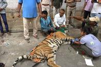 印度老虎受伤藏身旧工厂养伤