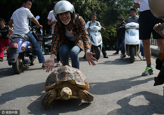 广西一象龟可听懂主人话 被游客当马骑_新浪图片