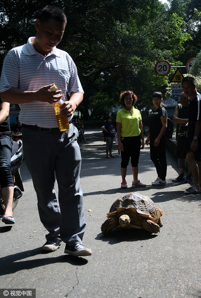 广西一象龟可听懂主人话 被游客当马骑_新浪图片