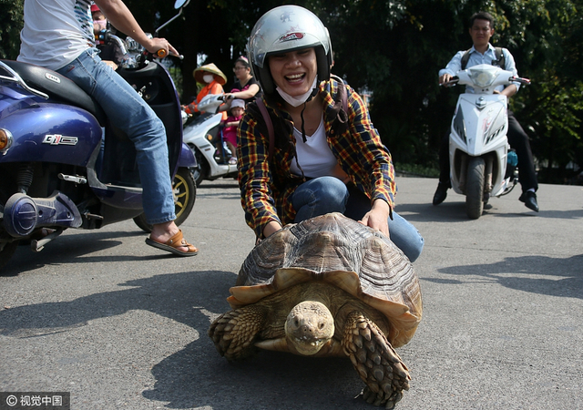 广西一象龟可听懂主人话 被游客当马骑_新浪图片